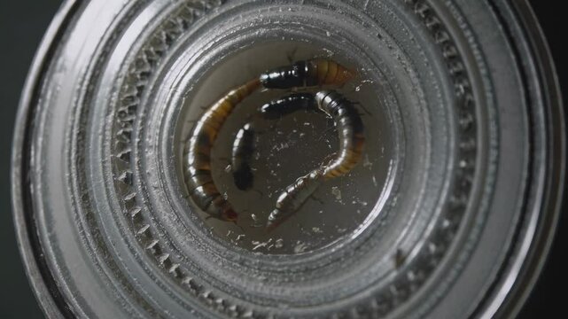 Mealworms and earwigs crawling inside transparent laboratory petri dish, moving across dark surface during scientific research experiment