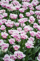 Fototapeta premium A vibrant mix of colorful tulips in full bloom, creating a stunning mosaic of red, yellow, pink, orange, and purple flowers basking in spring sunlight