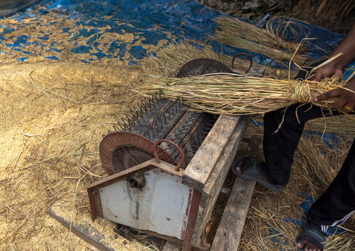 Bangladeshi man using a manual rice tresher, Khulna Division, Narail, Bangladesh