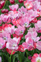 Obraz premium A vibrant mix of colorful tulips in full bloom, creating a stunning mosaic of red, yellow, pink, orange, and purple flowers basking in spring sunlight