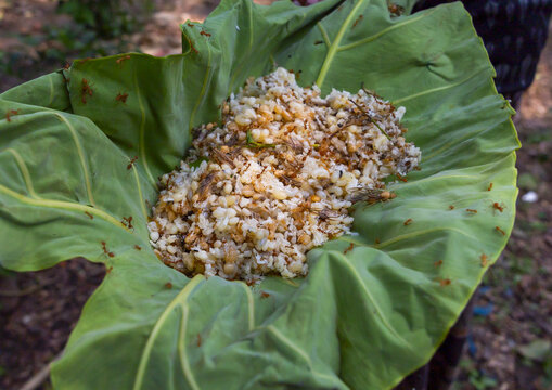Ants larvae on a leaf collected, Khulna Division, Bagerhat, Bangladesh