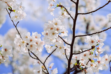 White Cherry Blossoms Against a Clear Blue Sky in Spring