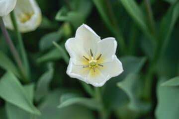 Floral macro with soft depth of field highlighting the texture and detail of a single ornamental allium bloom. Bright, colorful backdrop makes it ideal for use in design templates, seasonal graphics, 