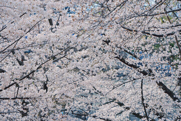 Beautiful Blooming Cherry Blossoms Signaling the Arrival