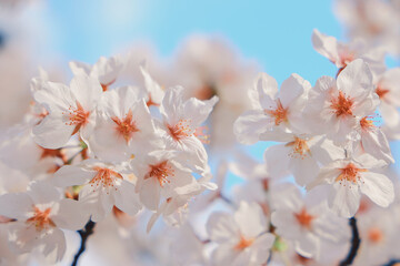 White Cherry Blossoms Against a Clear Blue Sky in Spring