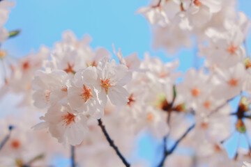White Cherry Blossoms Against a Clear Blue Sky in Spring