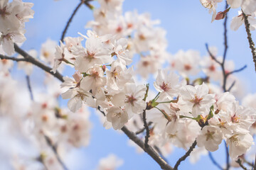 White Cherry Blossoms Against a Clear Blue Sky in Spring