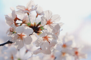 Beautiful Blooming Cherry Blossoms Signaling the Arrival
