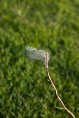 A piece of white cotton wool on branch on blurred green grass background