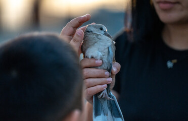 Gentle Hands Holding a Dove While a Child Reaches Out to Pet It — Symbol of Peace, Kindness, and Connection with Nature