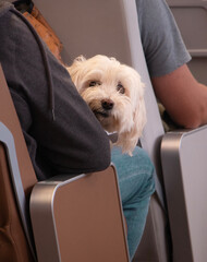 dog in the hands of its owner. The concept of traveling with a pet on a plane, on a ship. Vacation with a pet on vacation. High quality photo