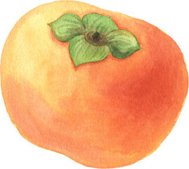 Watercolor hand painted illustrations of persimmon fruit. Hand drawn tropical juicy food clipart for your design.