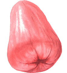Watercolor hand painted illustrations of wax apple fruit. Hand drawn tropical juicy food clipart for your design.