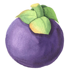 Watercolor hand painted illustrations of mangosteen fruit. Hand drawn tropical juicy food clipart for your design.