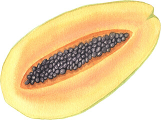 Watercolor hand painted illustrations of papaya fruit. Hand drawn tropical juicy food clipart for your design.