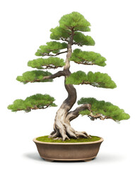 Bonsai Pine