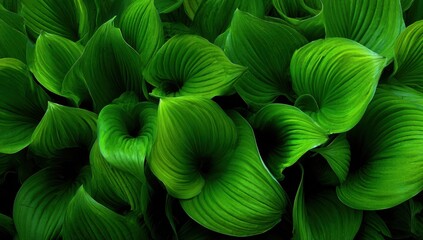 Lush green leaves, close-up, vibrant foliage