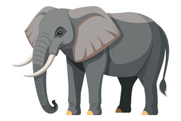 Obraz premium African big wild grey elephant walking isolated on a white background with large trunk and tusks