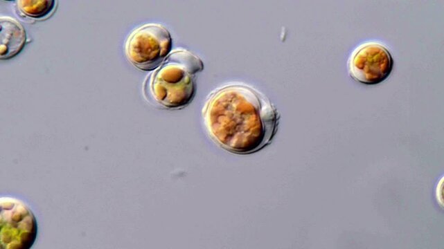 Symbiodinium algae under microscopy view 