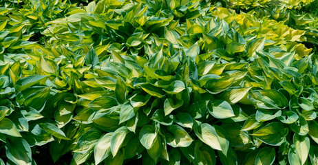 Green leaves of a hosta, panoramic background