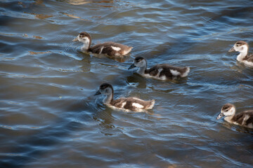 A group of ducklings swimming in a serene pond. The image captures the beauty of nature and wildlife, emphasizing calmness and the joy of outdoor exploration.