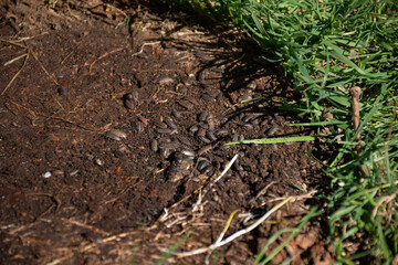 A close-up view of woodlice on soil, highlighting their natural habitat. Ideal for educational and ecological themes.