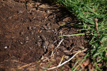 Close-up of woodlice on soil, showcasing the importance of decomposers in ecosystems. Ideal for nature and environmental themes.