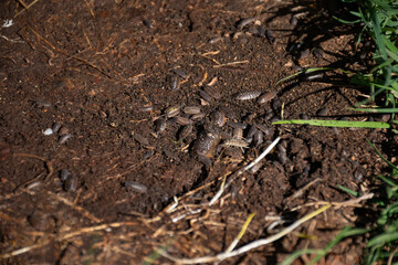 A close-up view of woodlice on the ground, highlighting their role in decomposing organic matter and contributing to soil health.