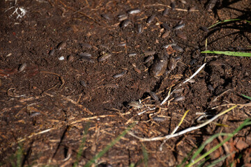 Close-up of woodlice on soil, showcasing their role in decomposition and soil health. Ideal for topics on ecology and biodiversity.