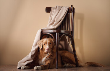 A Nova Scotia Duck Tolling Retriever rests under a wooden chair draped with light fabric, against a...