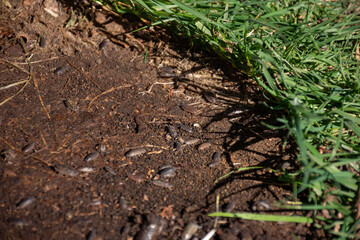 Close-up of woodlice on the ground, showcasing their habitat and role in soil health. Ideal for environmental and educational themes.