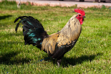 Close-up of a colorful rooster (Gallus gallus domesticus) with iridescent black and golden-brown...