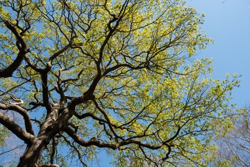 Bright green canopy of a tree against a clear blue sky, symbolizing rejuvenation, nature, and the beauty of springtime.