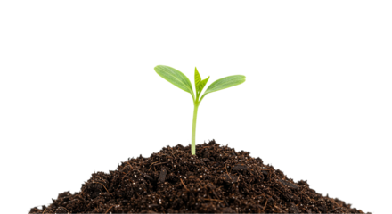 A tender sprout emerges from fertile soil symbolizing hope growth and new beginnings with a on transparent background