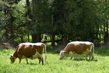 Obraz premium Two cows are in a meadow in sunny day in late spring.