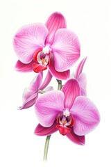 Obraz premium Orchids flower petal plant white background.