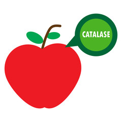 apple with catalase illustration 