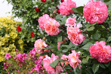 Fototapeta premium Lush pink roses thrive in a colorful garden filled with blooms and greenery