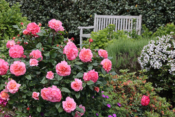 Fototapeta premium Vibrant pink roses flourish nearby a charming bench in a peaceful garden setting