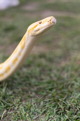 A stunning yellow Burmese python is sprawled across a vibrant green lawn, its sleek, golden scales gleaming under the sunlight. The intricate patterns on its body showcase the natural beauty