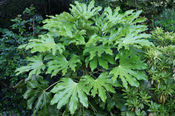 Young lush tropical plant  of Fatsia japonica features large green leaves in a vibrant garden on a sunny day