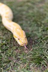 A stunning yellow Burmese python is sprawled across a vibrant green lawn, its sleek, golden scales gleaming under the sunlight. The intricate patterns on its body showcase the natural beauty