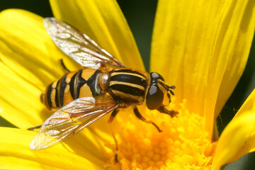 Closeup on a Hayling Billy or Sun Fly, Helophilus pendulus hover fly on a yellow flower in the garden