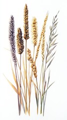 Gouache Grains on Stalks: Six Types on White Background