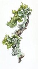 Gouache Lichen Pieces: Four Samples on Clean White Background