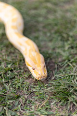 A stunning yellow Burmese python is sprawled across a vibrant green lawn, its sleek, golden scales gleaming under the sunlight. The intricate patterns on its body showcase the natural beauty