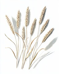 Gouache Wheat Blades: Six Stalks on Clean White Background