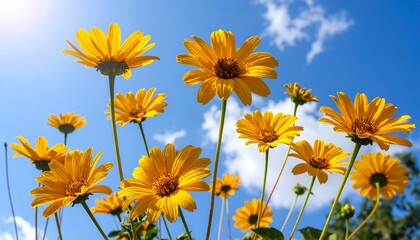 yellow flowers against blue sky