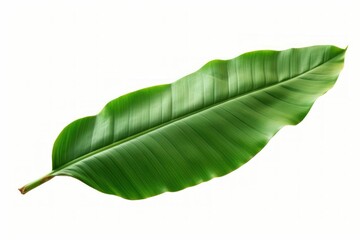 Plant png leaf white background banana leaf.