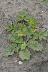 Closeup on a young emerging cankerwort or common ragwort, Jacobaea vulgaris plant